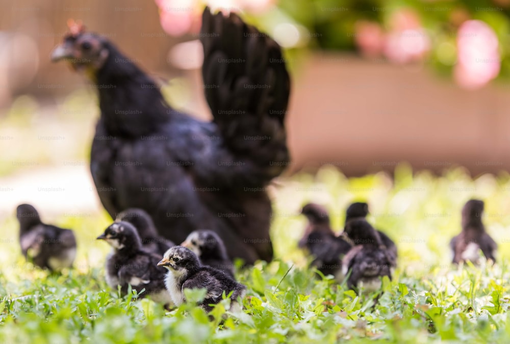 Gallina con pollitos