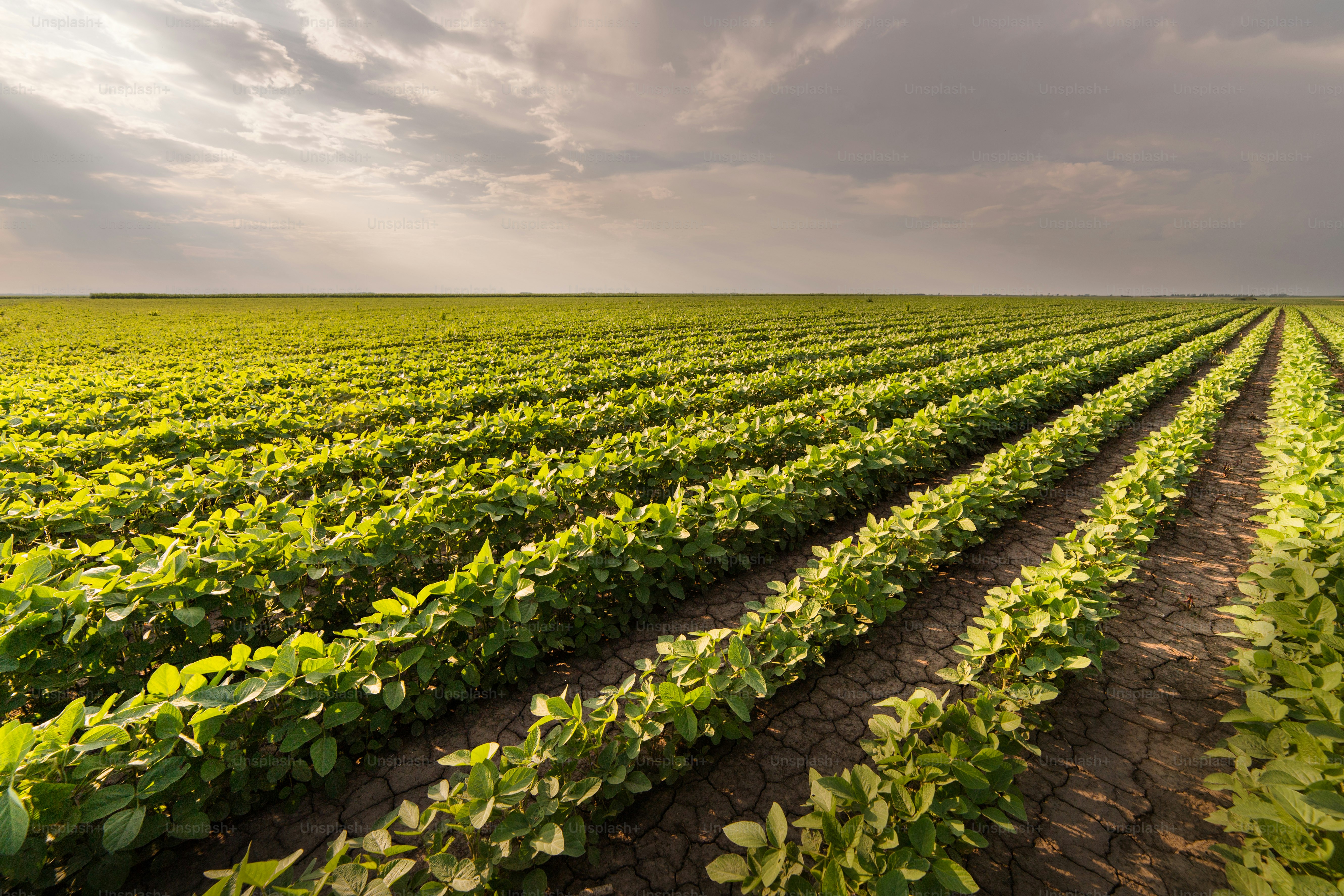 Soybean Field Rows in summer