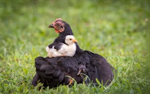 Hen with baby chickens