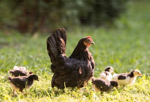 Hen with baby chickens