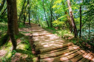 Beautiful wooden path trail for nature trekking through lush forest landscape in Plitvice Lakes National Park, UNESCO natural world heritage and famous travel destination of Croatia.