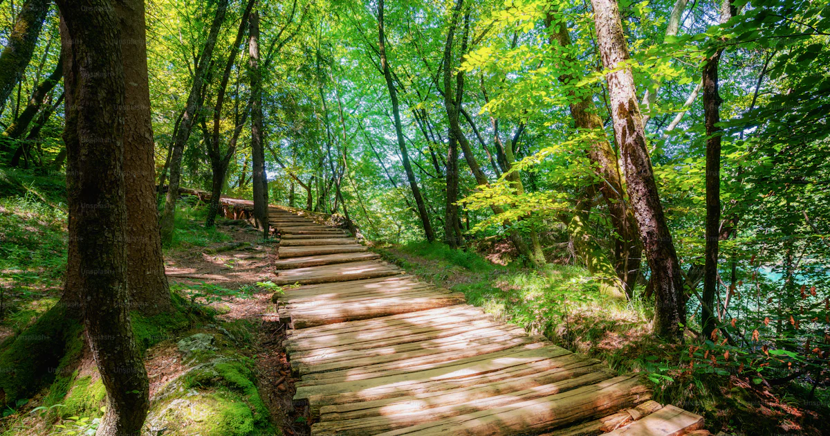 Hermoso sendero de madera para caminatas por la naturaleza a través de ...