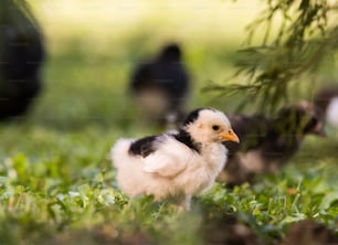 Polinillo pequeño