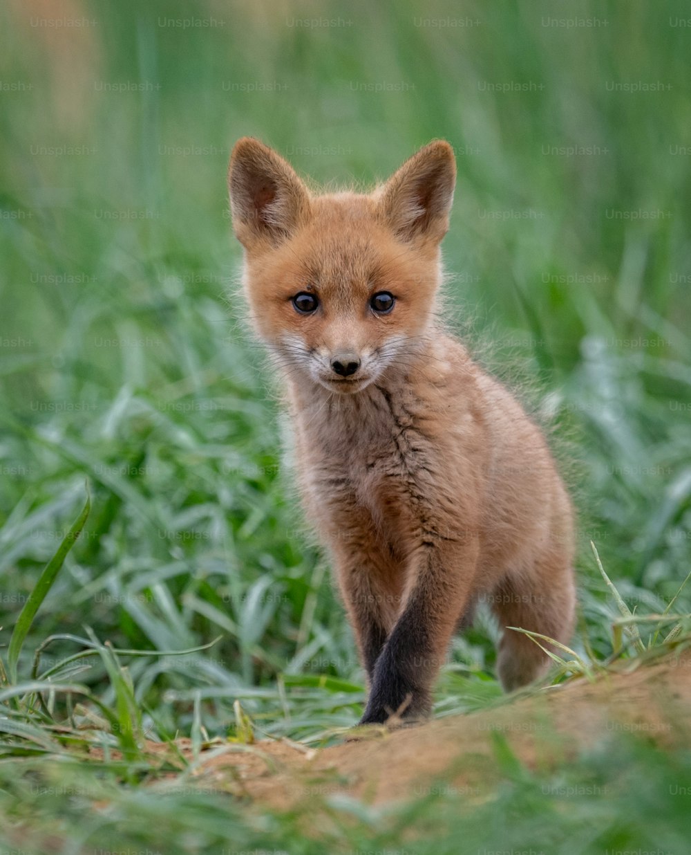 A red fox in New Jersey