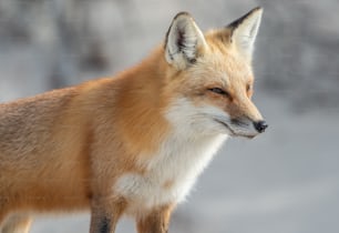 Uma raposa vermelha em Nova Jersey