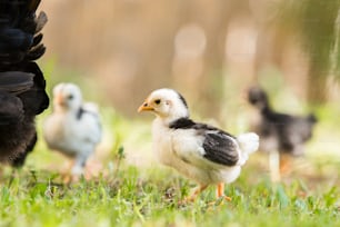 Small baby chicken