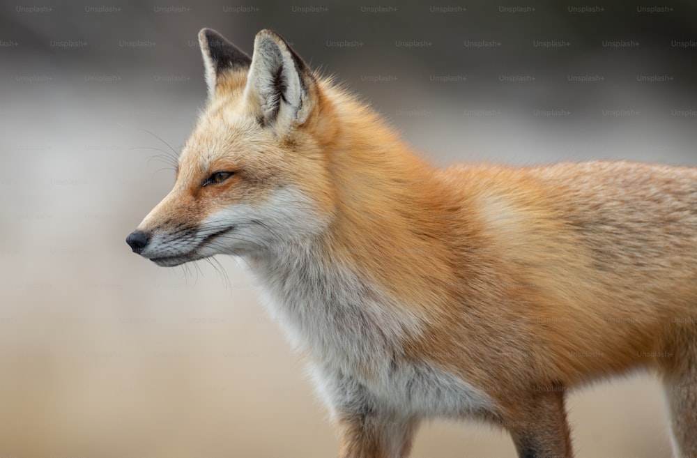 A red fox in New Jersey