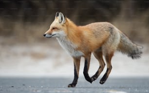 A red fox in New Jersey