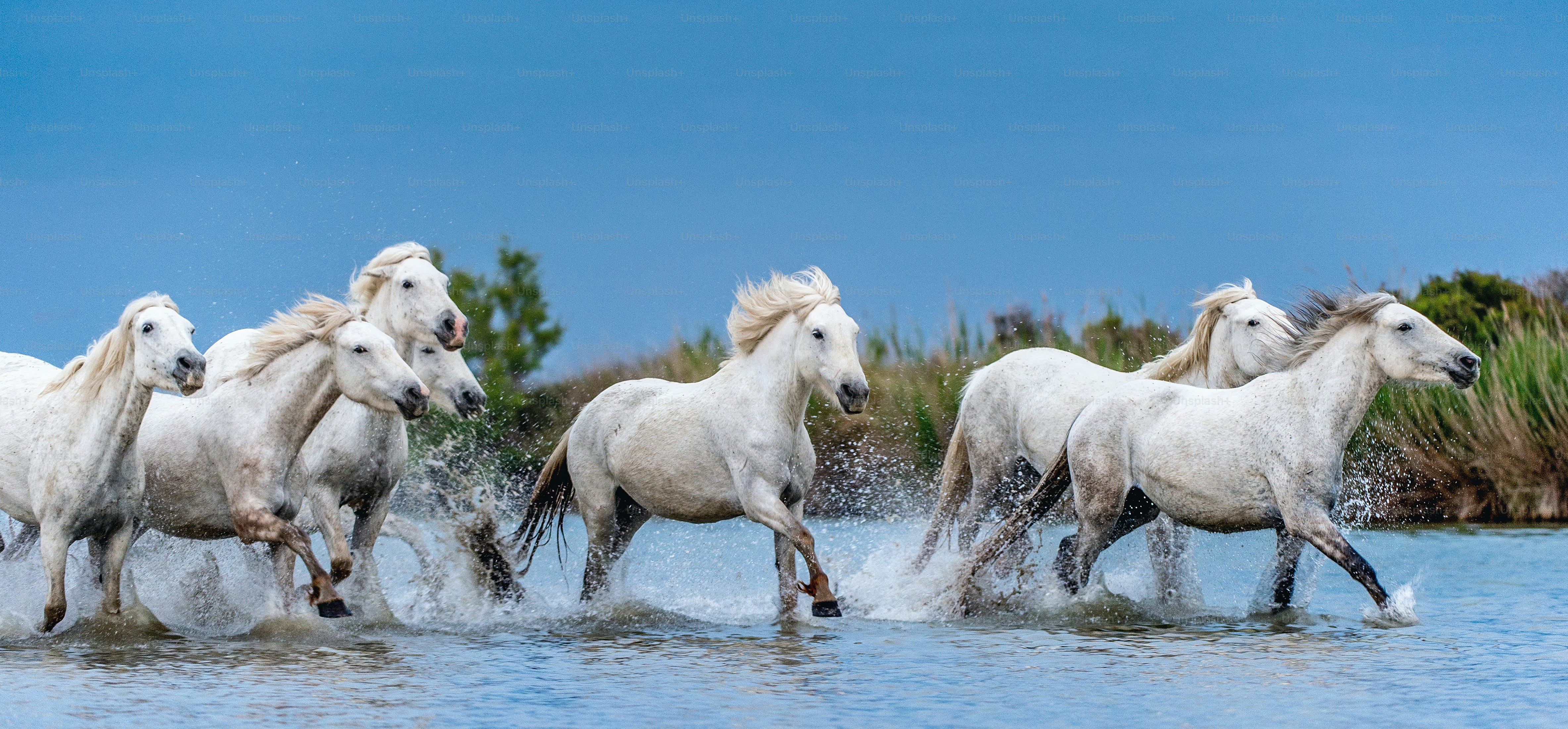 Cavalli bianchi della Camargue al galoppo sull'acqua. foto – Immagine di  Corsa su Unsplash, image size:3000x1395