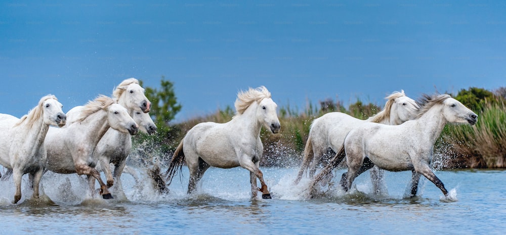 Cavalli bianchi della Camargue al galoppo sull'acqua.