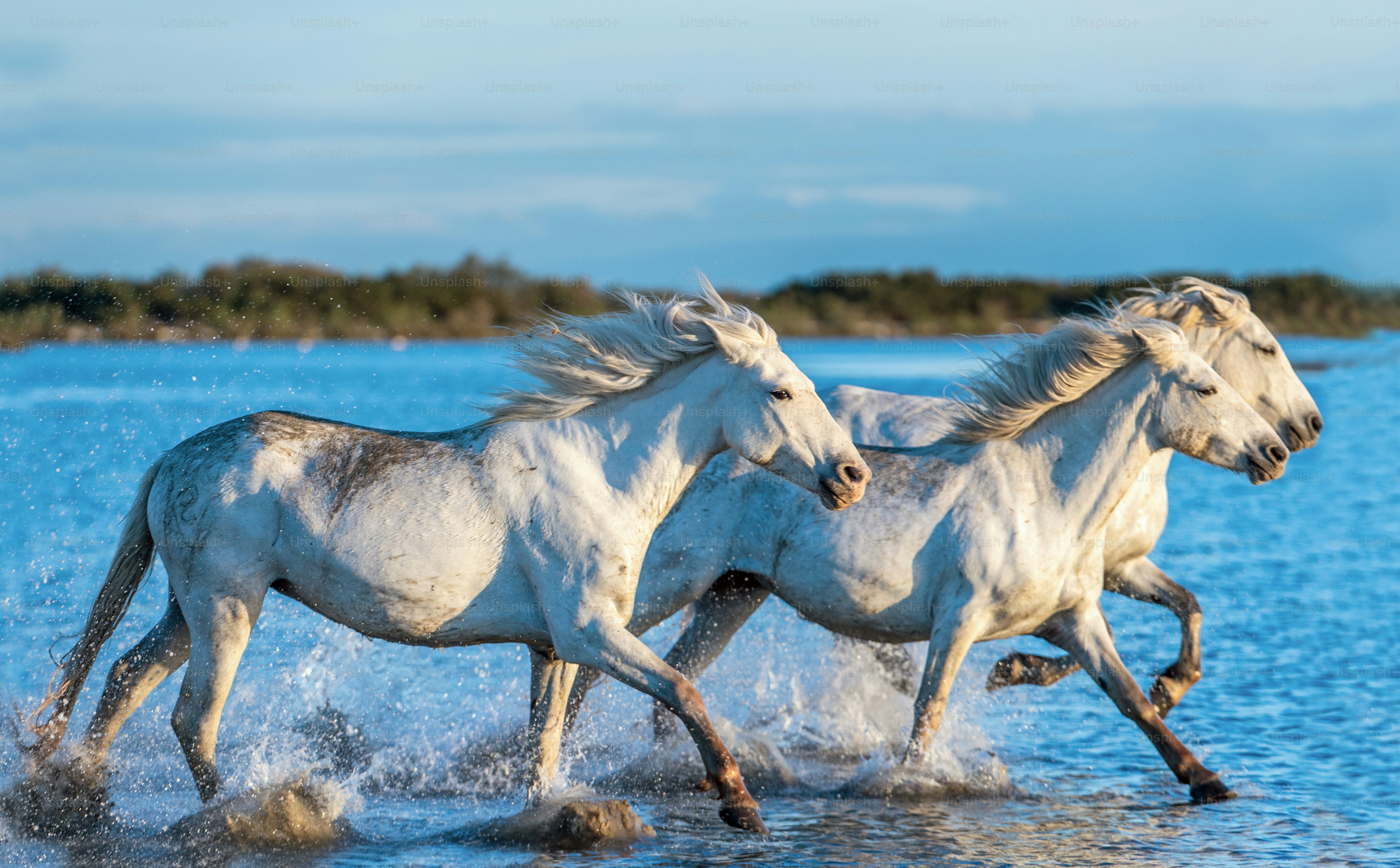 Cavalli bianchi della Camargue al galoppo sull'acqua. foto – Immagine di  Animale su Unsplash, image size:3000x1859