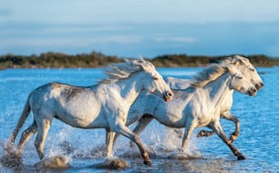 Cavalli bianchi della Camargue al galoppo sull'acqua.