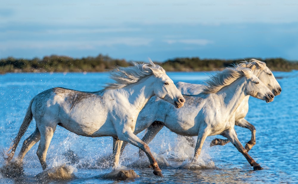 Weiße Camargue Pferde galoppieren auf dem Wasser.
