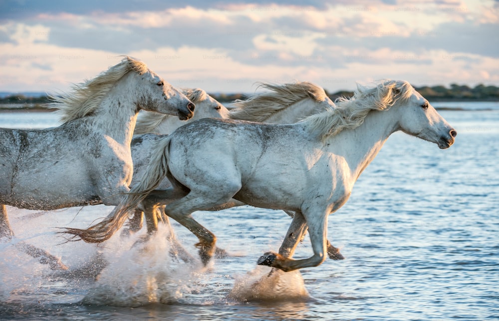 Weiße Camargue Pferde galoppieren auf dem Wasser.