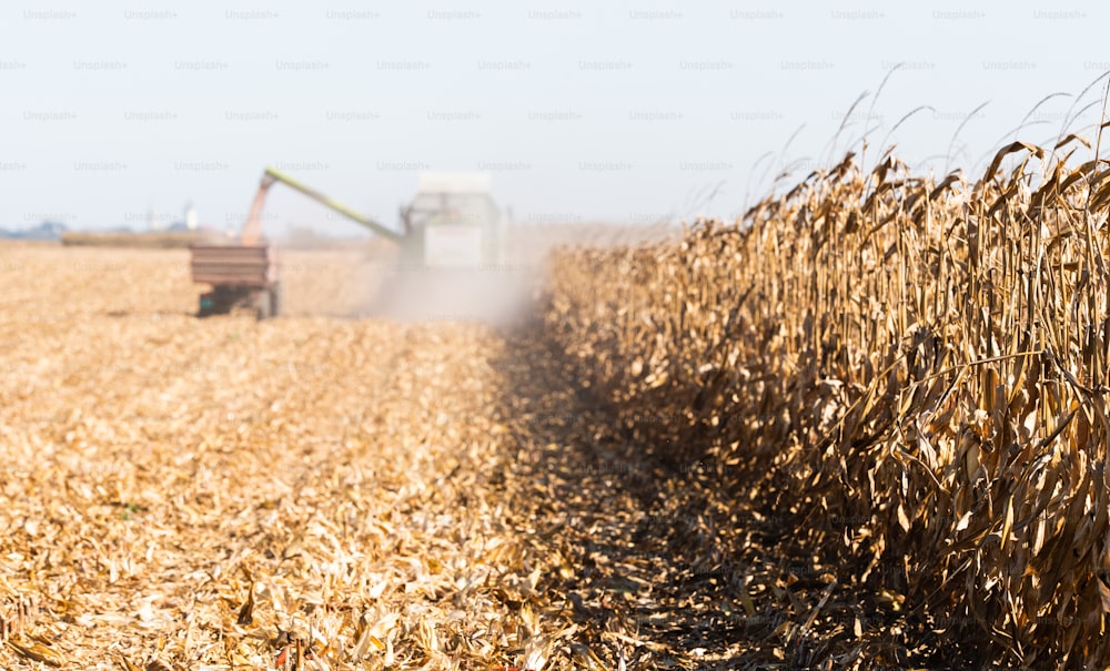 Harvesting of corn fields with combine