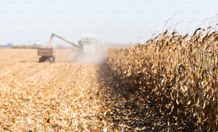 Harvesting of corn fields with combine