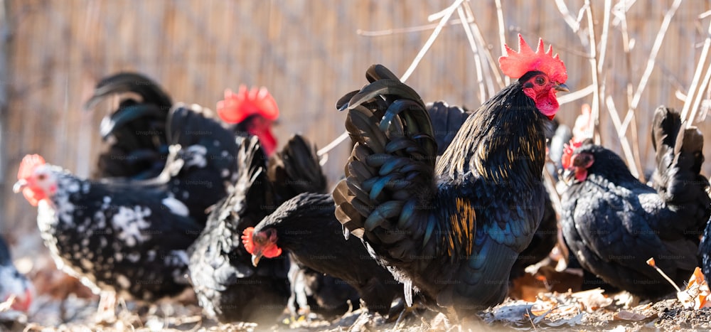 Una bandada de gallinas, pollos y gallos deambulan libremente por un patio