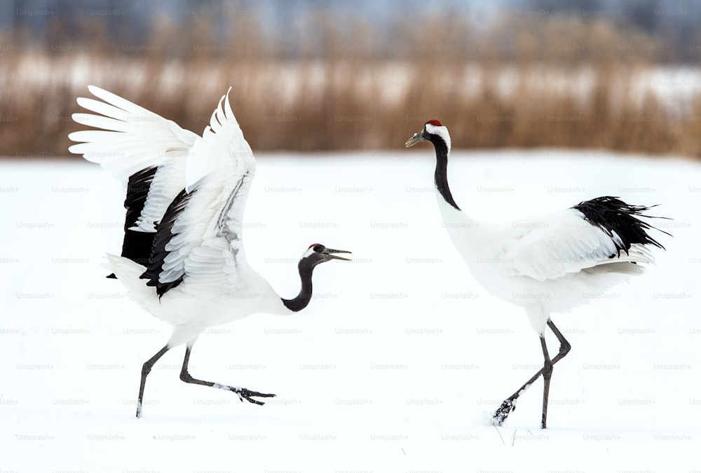 Dancing Cranes. The ritual marriage dance of cranes. The red-crowned crane. Scientific name: Grus japonensis, also called the Japanese crane or Manchurian crane, is a large East Asian Crane.