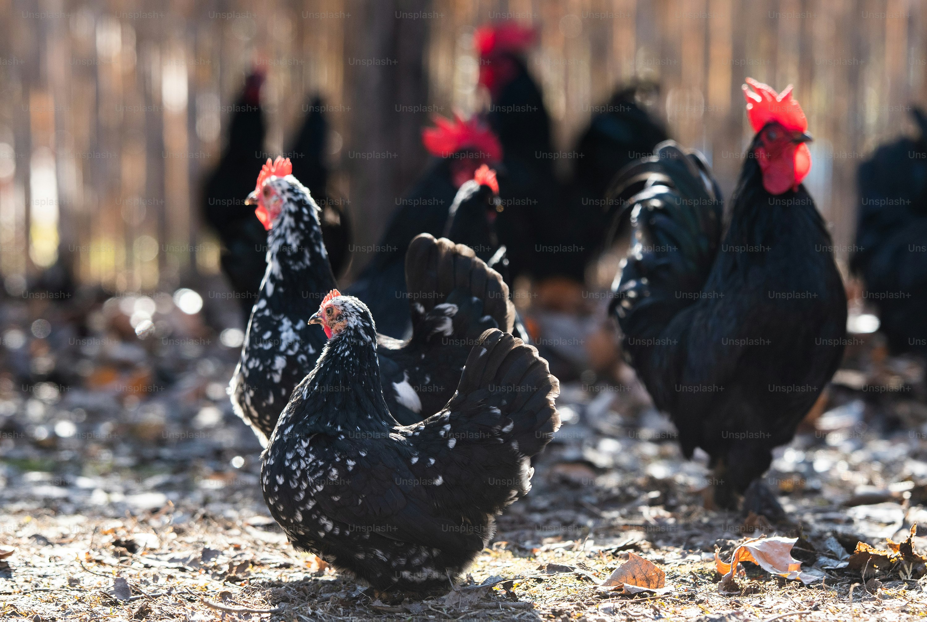 A flock of hens, chickens and rooster roam freely in a yards photo ...