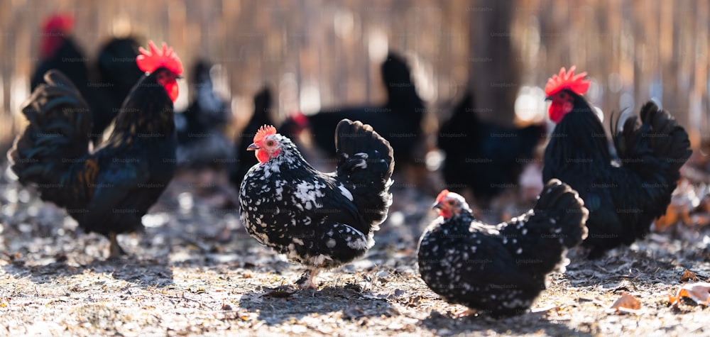 Un troupeau de poules, de poules et de coqs se promène librement dans une cour