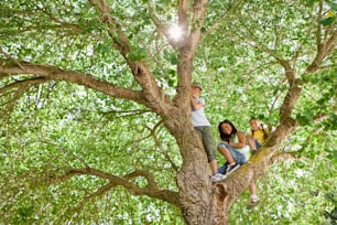Un grupo de personas sentadas en la cima de un árbol