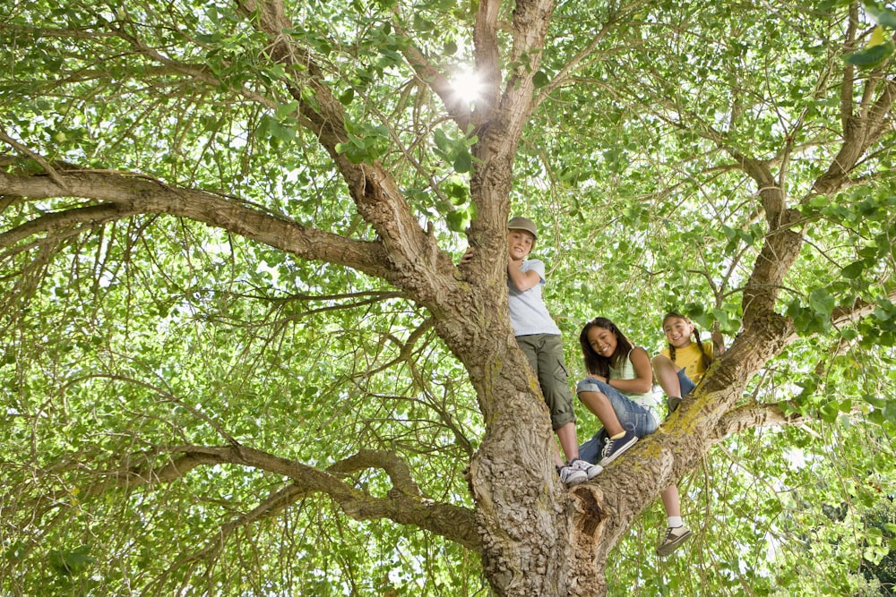 a group of people sitting on top of a tree