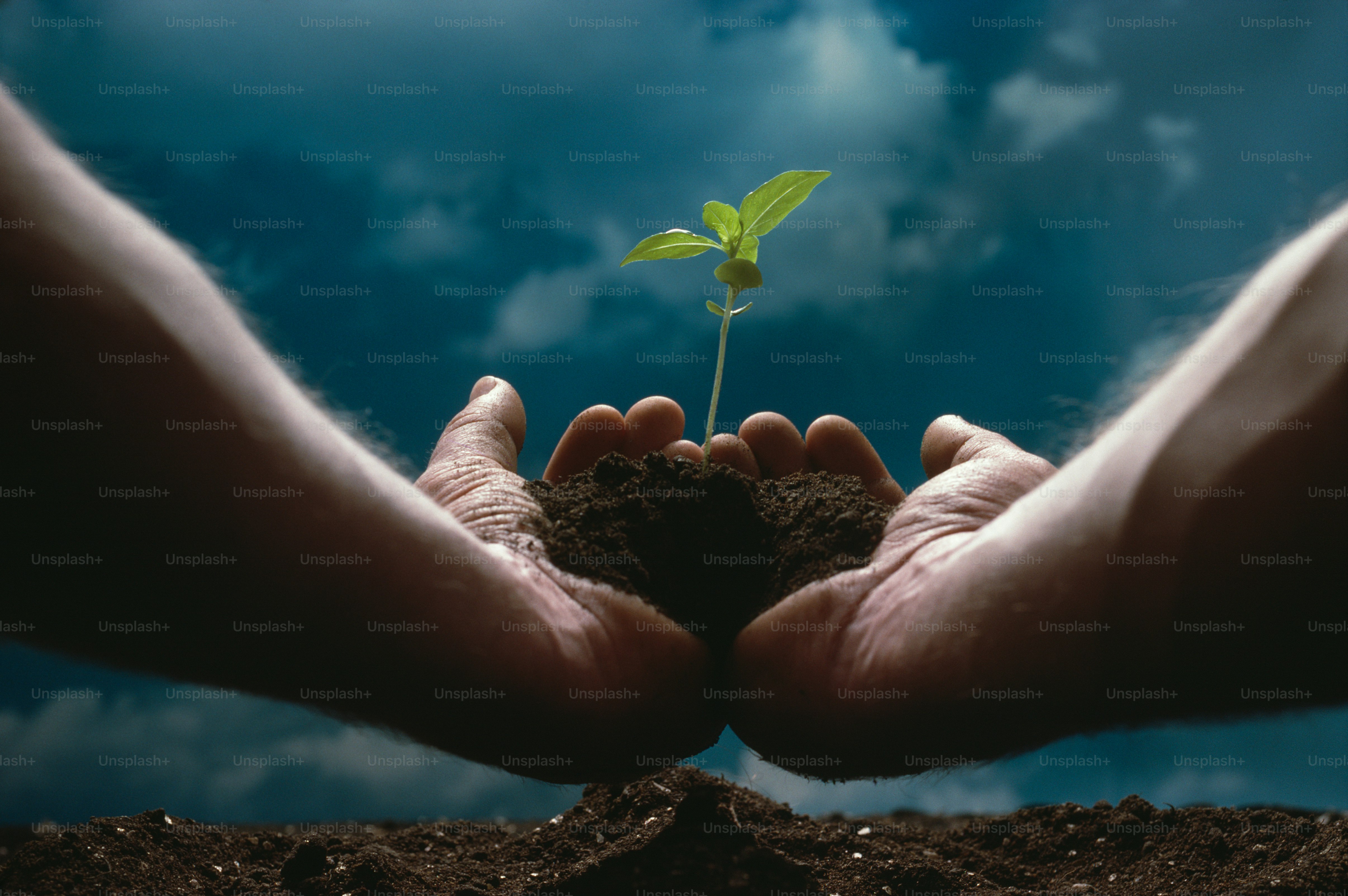 two hands holding a small plant in dirt