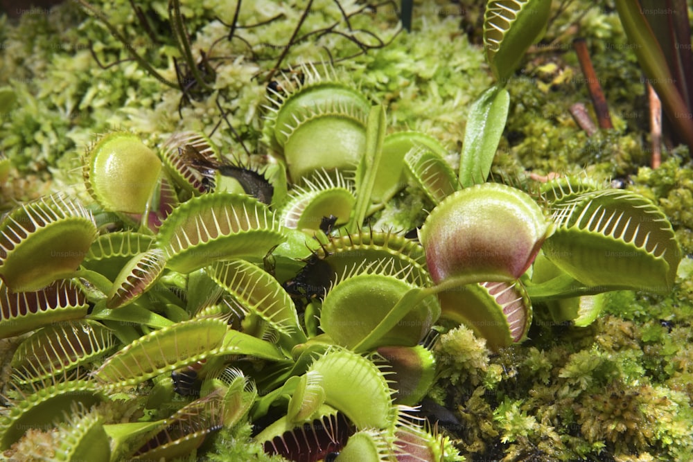 緑の葉を持つ植物のクローズアップ