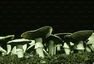 Un grupo de hongos que están sentados en la hierba