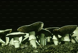 a group of mushrooms that are sitting in the grass