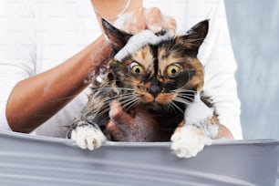 a cat that is sitting in a bath tub