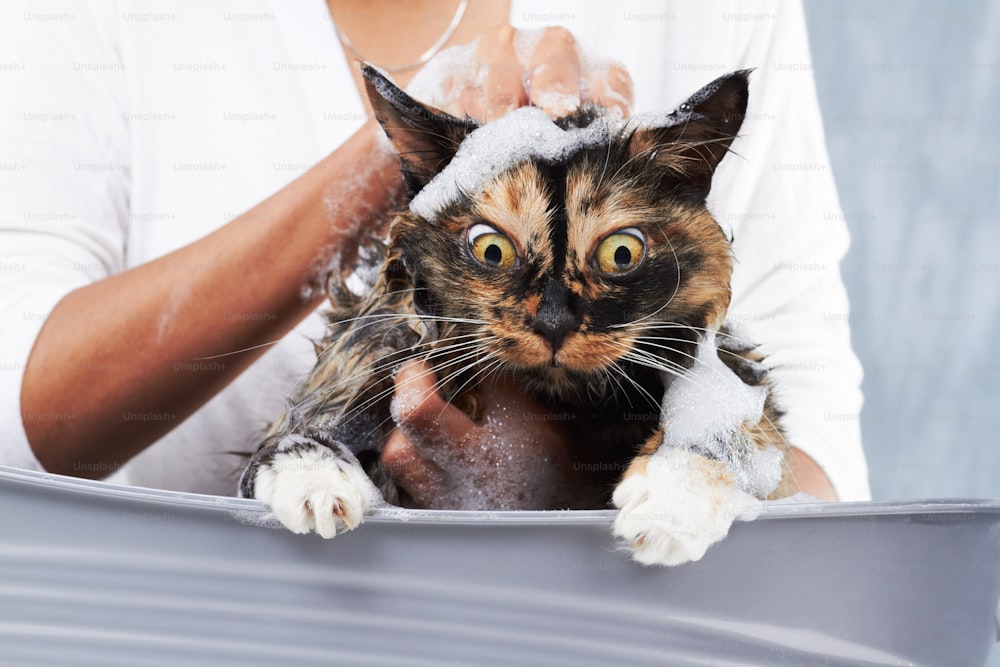 eine Katze, die in einer Badewanne sitzt