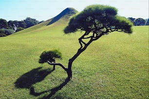 Un arbre solitaire au milieu d’un champ herbeux
