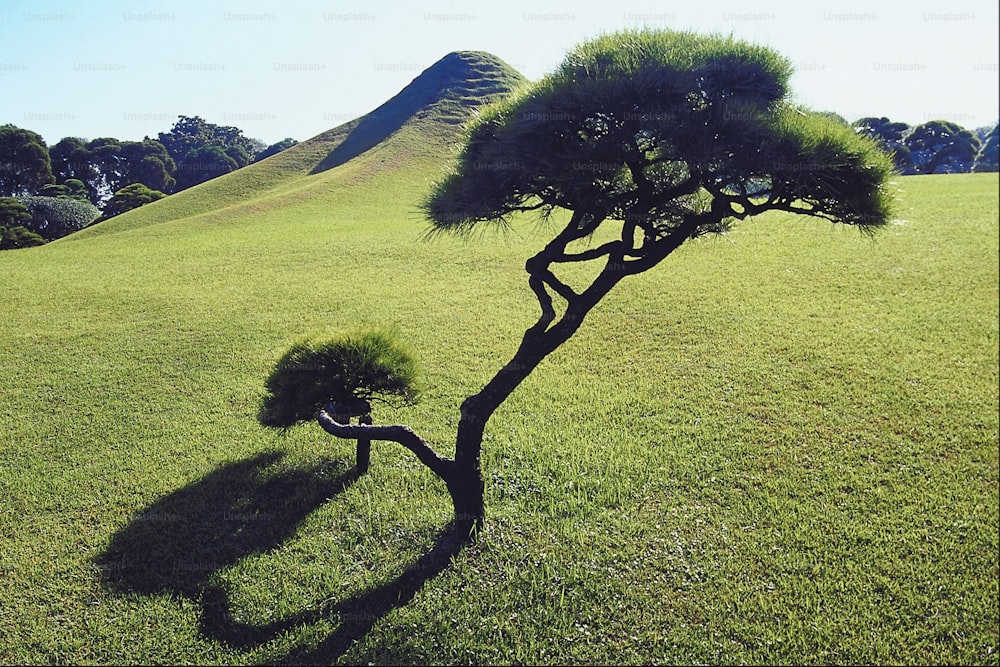 a lone tree in the middle of a grassy field