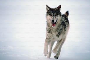 um lobo correndo na neve com a boca aberta