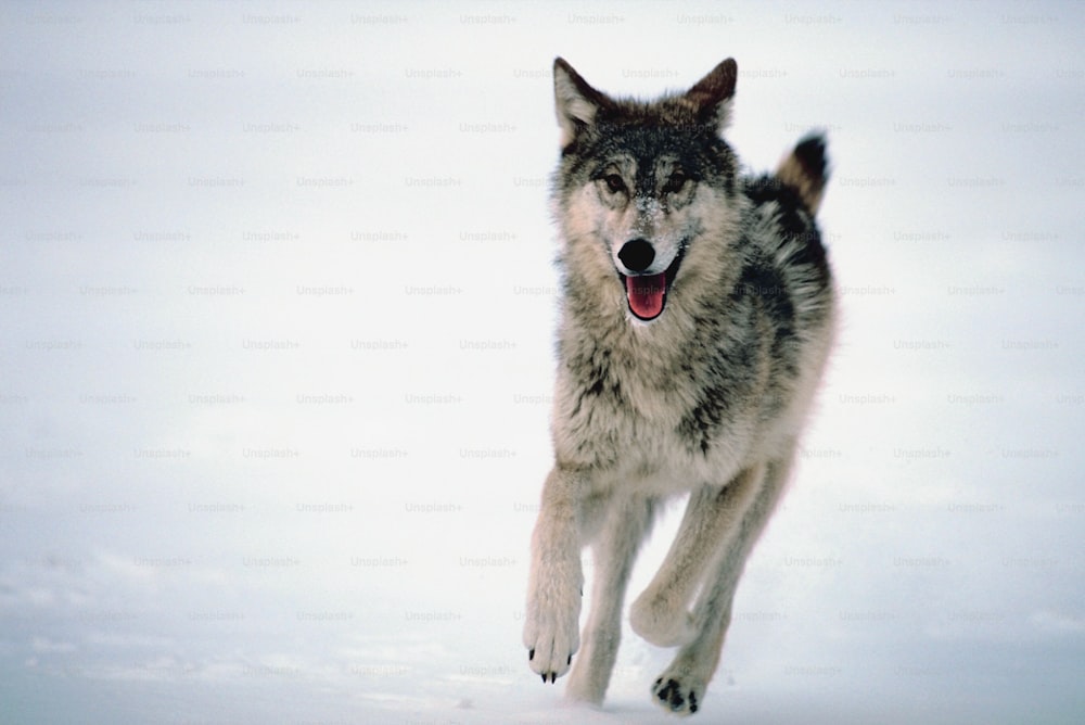 a wolf running in the snow with its mouth open
