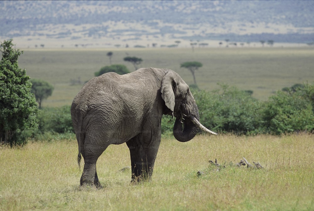 an elephant standing in a grassy field with trees in the background