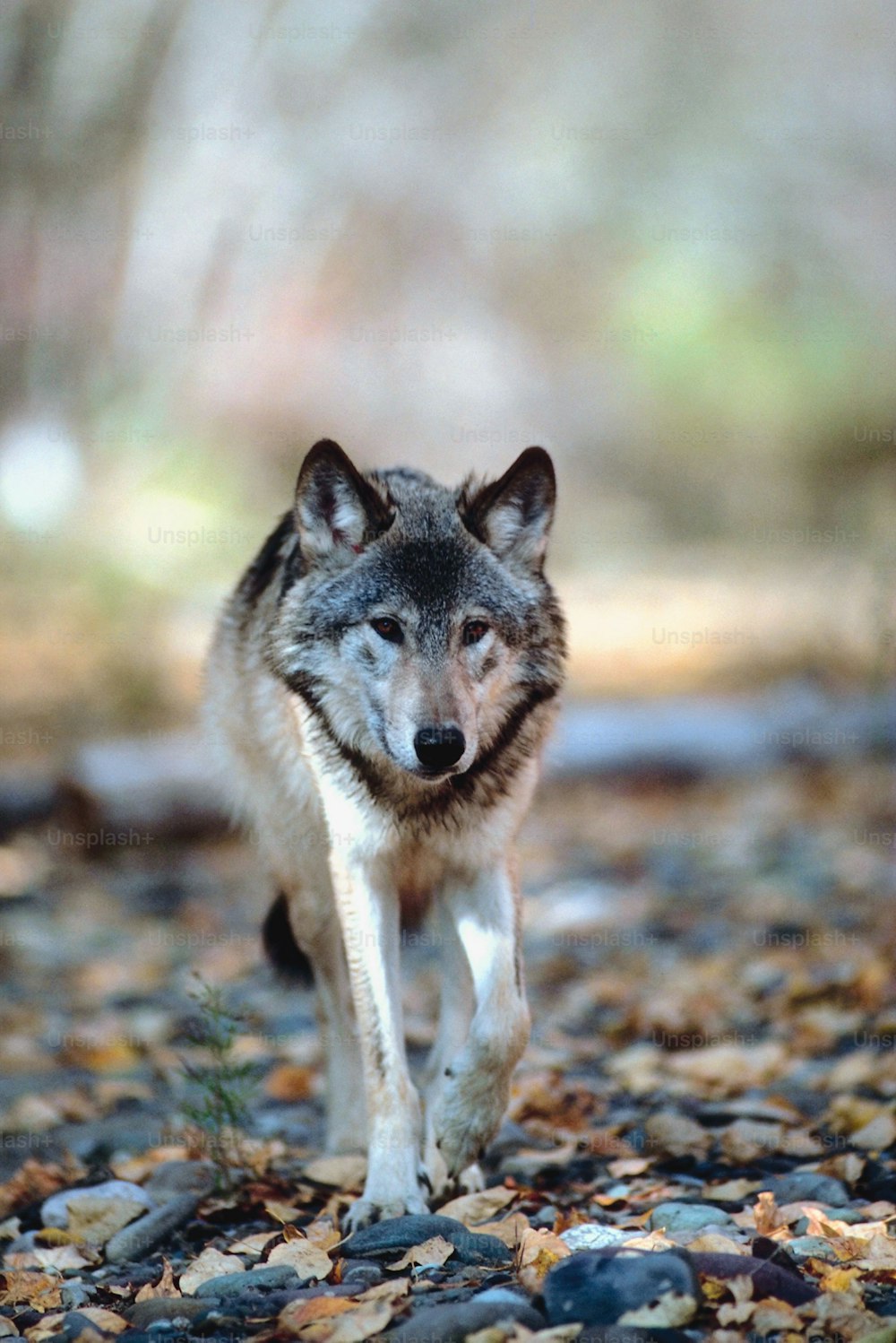 um lobo caminhando por um chão coberto de cascalho