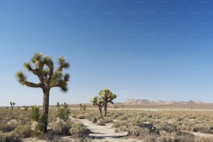 Um caminho de terra no meio de um deserto