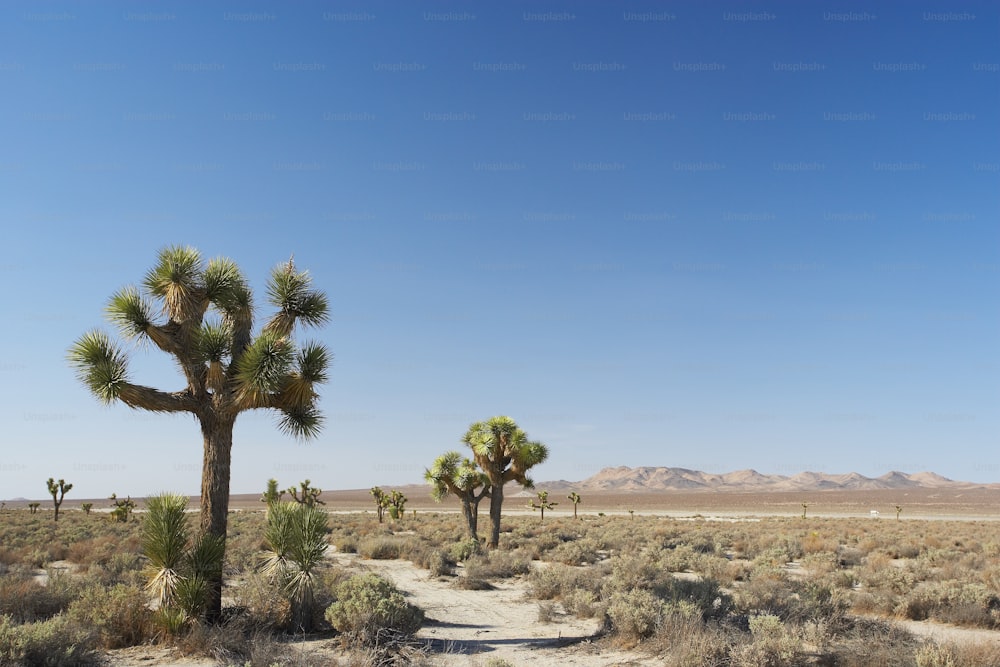 Um caminho de terra no meio de um deserto