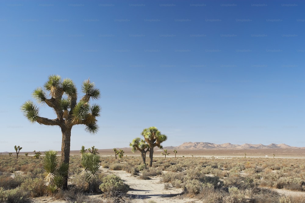 a dirt path in the middle of a desert