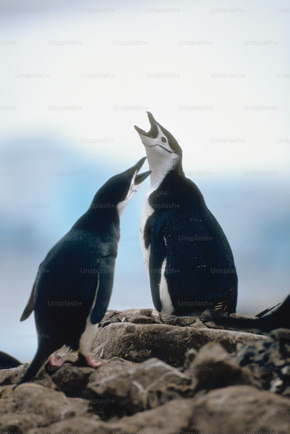 um par de pinguins que estão de pé em algumas rochas