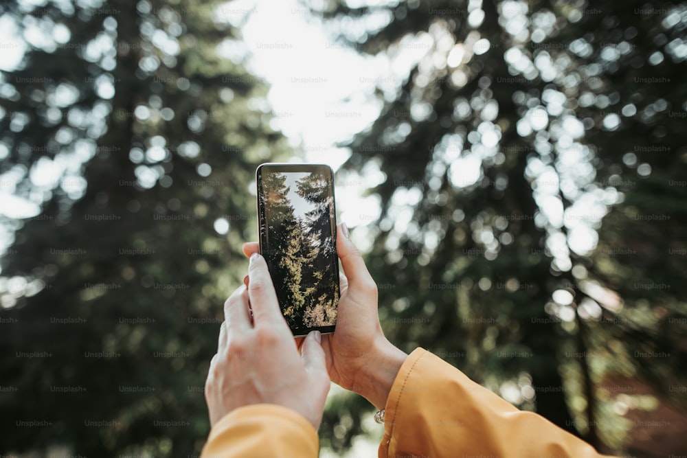 Soy un excelente fotógrafo. Primer plano del teléfono celular con la foto de los árboles en exhibición en brazos femeninos. Señora tomando foto de madera hermosa