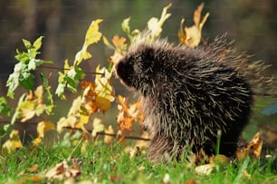 a porcupine walking through a field of grass and leaves