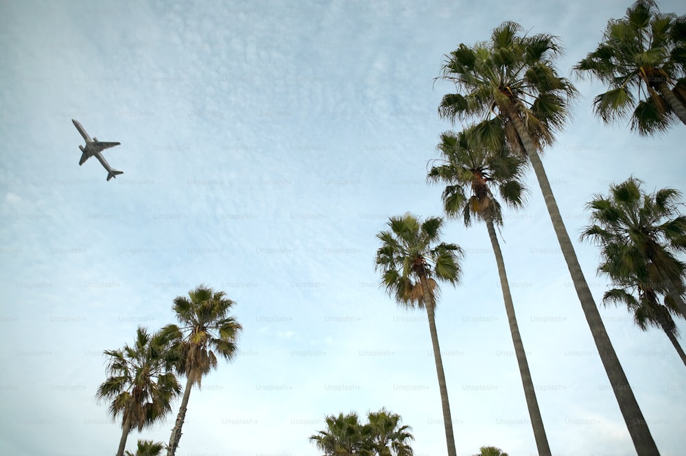 a plane is flying over palm trees in a blue sky