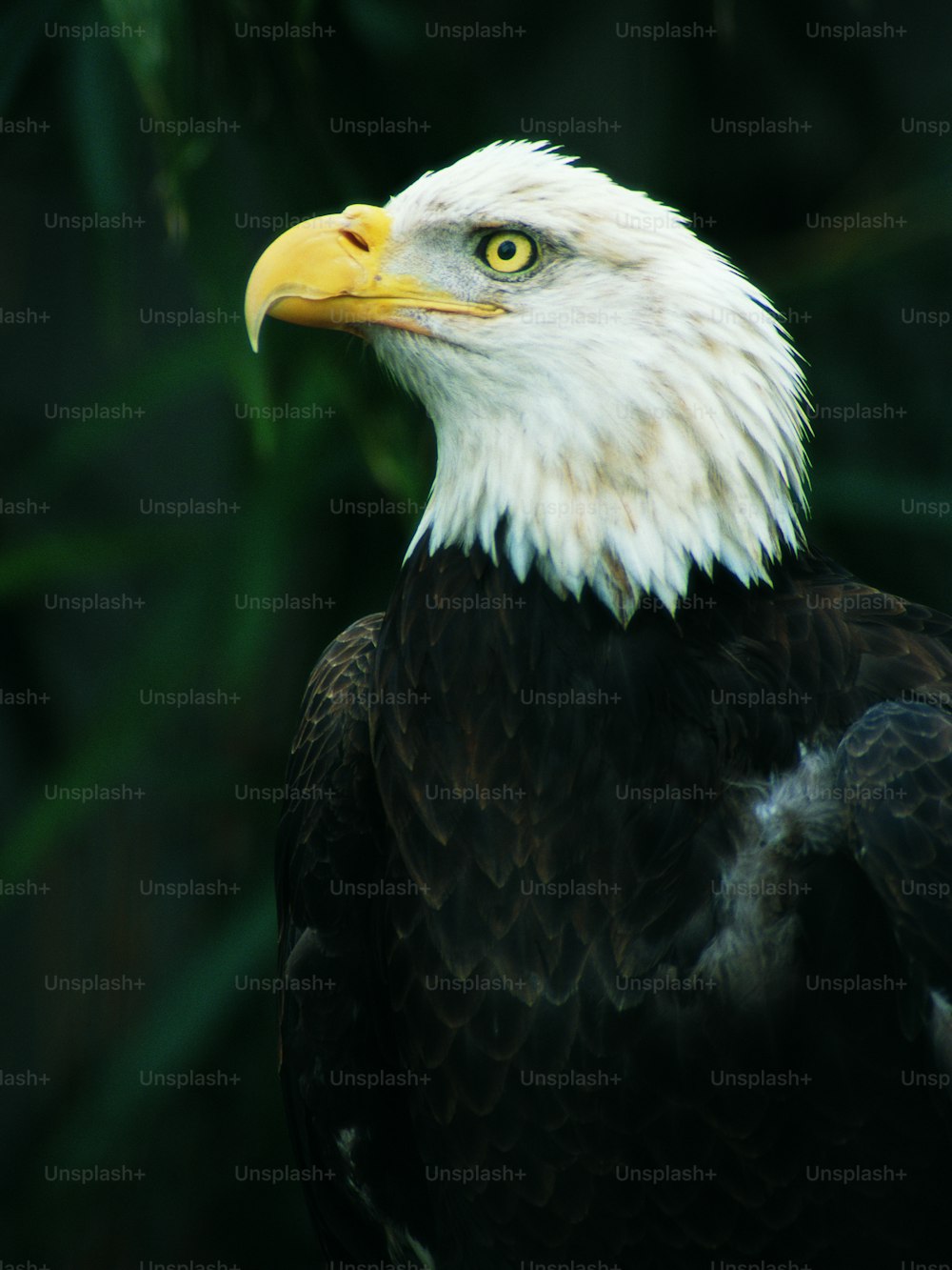 Un primer plano de un águila calva con un fondo verde