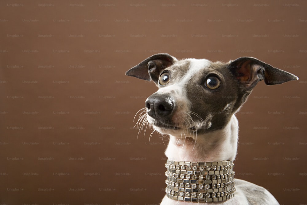 un cane marrone e bianco che indossa un collare