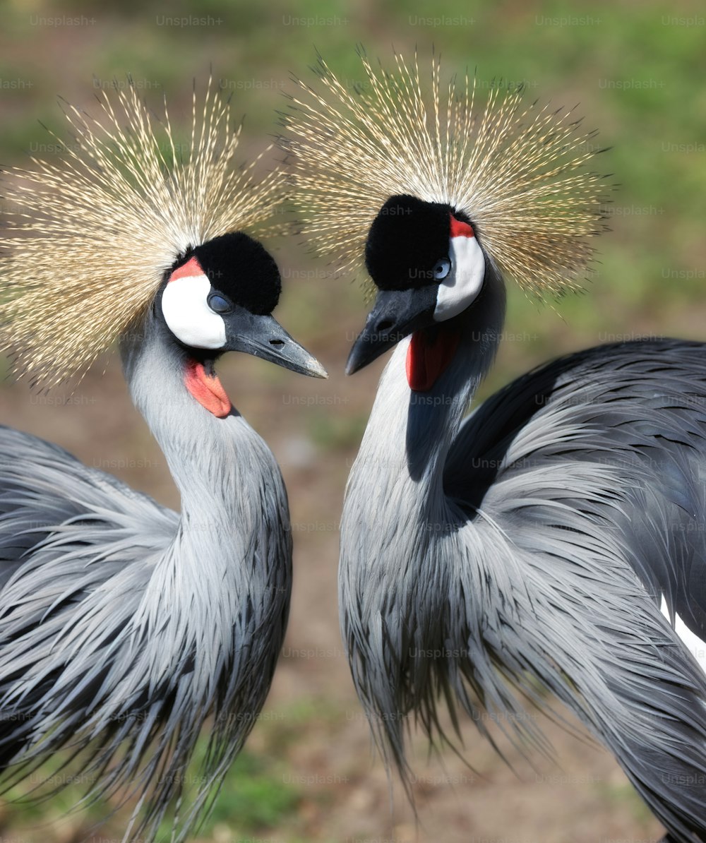 Two crown cranes standing face to face