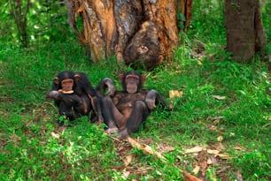 a group of monkeys sitting on the ground next to a tree