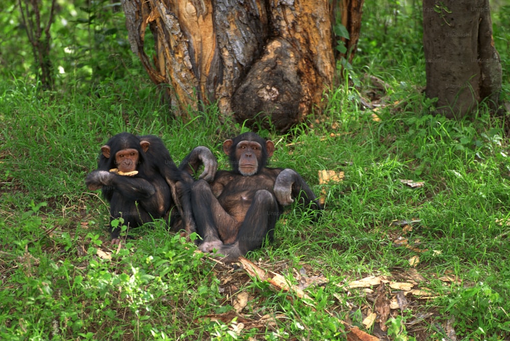 a group of monkeys sitting on the ground next to a tree